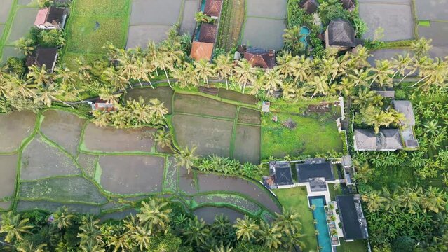 Ubud is the heart of Bali. Drone flight over rice terraces at sunrise