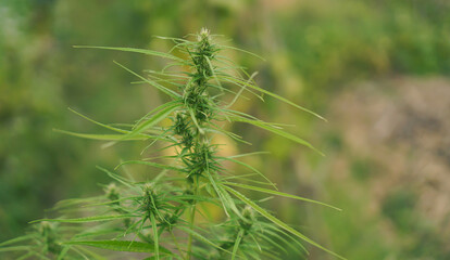 Researchers use examine Marijuana plants for medical research. Marijuana indica research concept.selective focus.