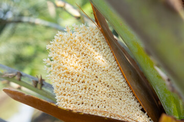 Blooming date palm male flower. Keep anther pollination transfer of pollen later enabling...