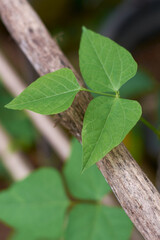 close-up of vibrant green bean plant vine foliage, aka french beans, pole or runner beans, fast growing popular vegetable vine in selective focus with space for text