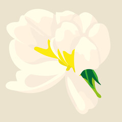 Rose gold flowers. white rose element vector. pink & white rose flowers bud. element vector illustrations