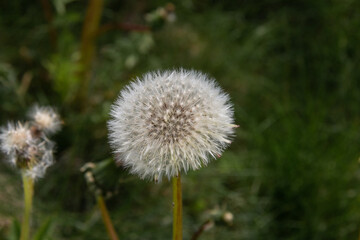 Fluffy white dandelion seed head on a green blurred background. Close-up.