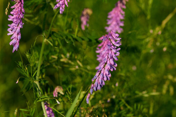Blüten der Vogel-Wicke (Vicia cracca)