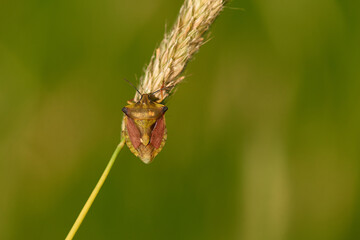 Nördliche Fruchtwanze (Carpocoris fuscispinus) in der Abendsonne