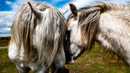 Two white wild ponies nuzzling each other
