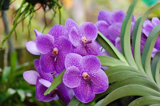 Purple Vanda Robert's Delight Orchid Flower, Bokeh Background, Close up macro photography , Beautiful Nature 