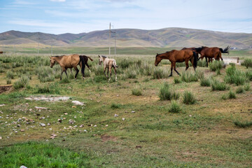 horses on the meadow