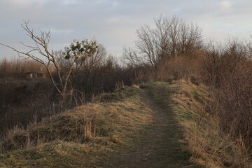 Path on a hill among the trees