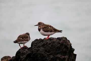 tournepierre à collier