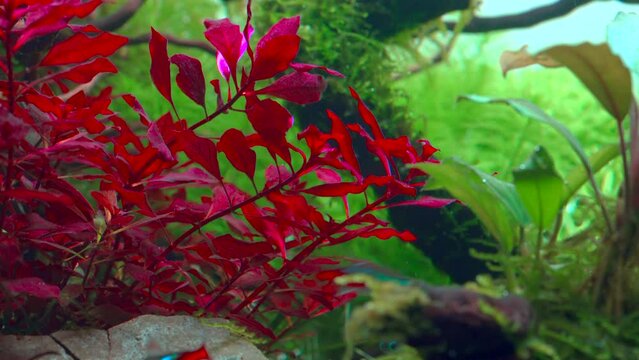 Closeup of Ludwigia super red waving in tropical aquascape. Planted aquarium with big roots, Frodo stones and blue neon tera fish swimming. 4k footage