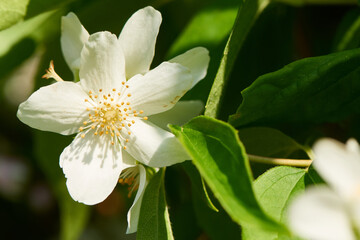 Europäischer Pfeifenstrauch (Philadelphus coronarius)