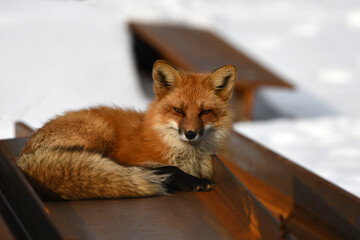 An American Red Fox rests on the top of a stack of industrial metal beams used for construction