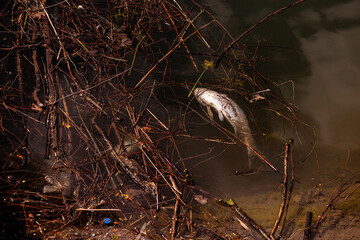 Dead fish swim in water of the reservoir. Environmental pollution. Earth Day. Ecosystem disruption