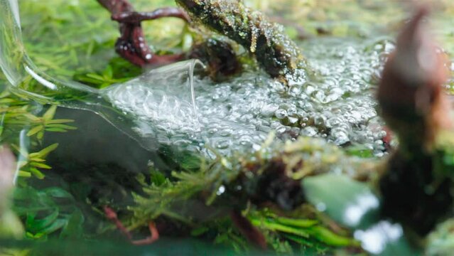 Aquarium aeration. Glass lily pipe filter outflow agitating water surface in the tropical freshwater aquascape between large roots covered with java moss . 4k footage