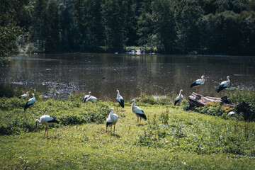 Obraz na płótnie Canvas Storkn front of a lake