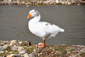 A white duck stands on the shore of a pond. Domestic bird.