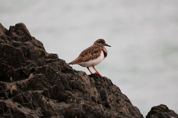 Tournepierre à collier