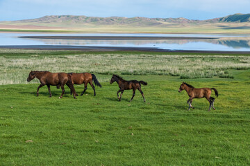 horses on the river