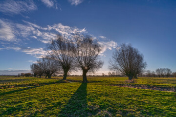 Obraz premium Pastures in early spring willow. Land of Zuława - areas produced by the accumulation of river material in Delta rivers around Elblag, Poland