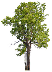 Obraz premium PNG tree with removed original background for easy to drag and drop in new project