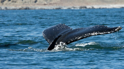 Fototapeta premium Aleta Caudal Ballena Jorobada. 