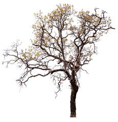Fototapeta premium PNG tree high quality cut out from original background 