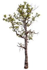PNG tree with removed original background for easy to drag and drop in new project