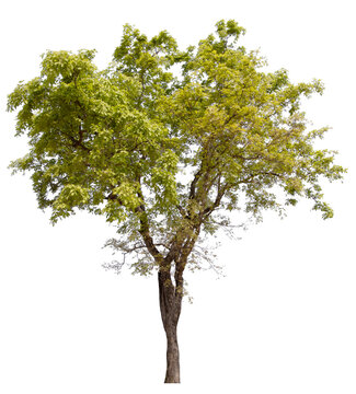 PNG tree with removed original background for easy to drag and drop in new project