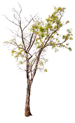 Obraz premium PNG tree with removed original background for easy to drag and drop in new project