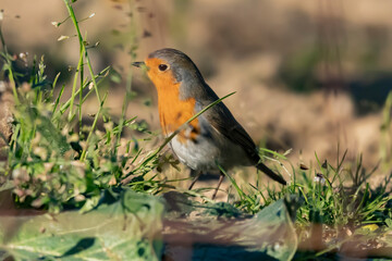 robin on the grass