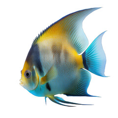 Aquarium angel fish isolated on transparent and white background. Generative AI
