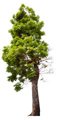 PNG tree high quality cut out from original background 