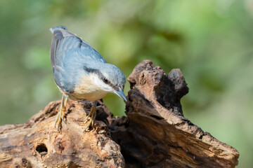 bird on a tree