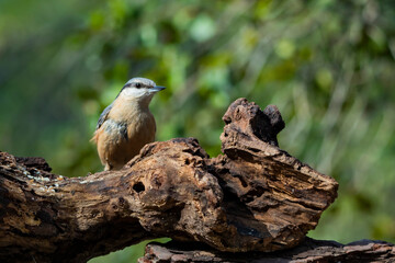 red backed shrike