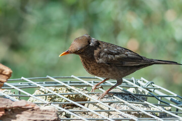 bird on the beach