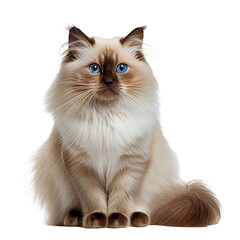 Birman cat isolated on transparent and white background. Generative AI