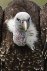 Portrait of a Rüppell's Vulture against a green background
