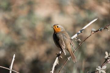 robin on the fence