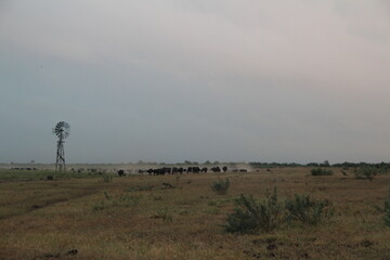 Fototapeta na wymiar Buffalo in the Kruger Park