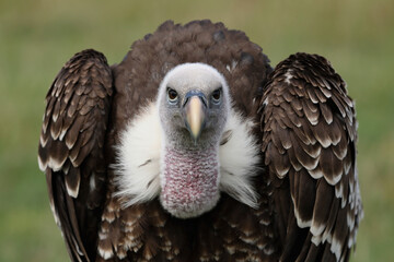 Portrait of a Rüppell's Vulture looking at the photographer
