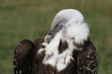 Portrait of a Rüppell's Vulture cleaning its feathers
