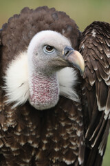 Portrait of a Rüppell's Vulture against a green background
