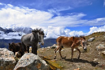 A group of horses in Himalayas. Annapurna Circuit Trek. Group of three wild horses in the Himalaya mountains. Manang District, Nepal, Asia. Horse herd. 