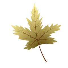 gold maple
