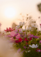 White cosmos flower in the garden with sunset time © maybeiii