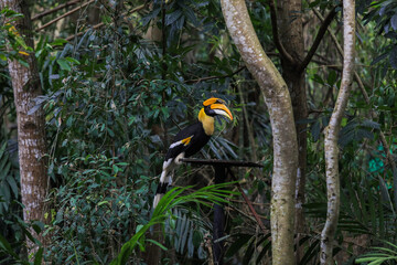 Rare Black and Yellow Great Hornbill sitting on the Tree in the Rain Forest, Thailand