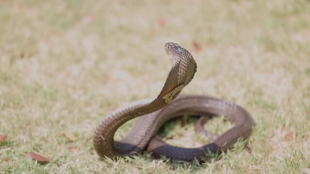 Cobra snake ready to attack.  Looking to the side.