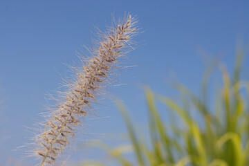 Grass in the wind
