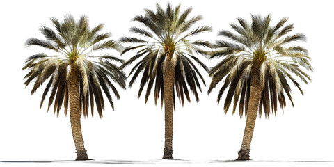 Fototapeta na wymiar Palm trees isolated on white background. Generative AI