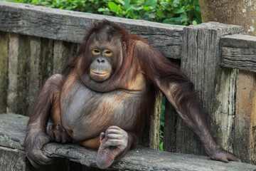 Plump and Playful Young Orangutan sitting on the bench in Thailand